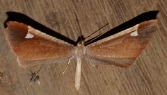 Macrosoma albimacula