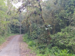 Hedychium coronarium