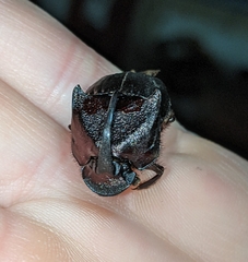 Phanaeus texensis