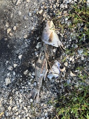 Sciaenops ocellatus