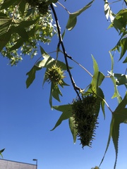 Liquidambar