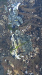 Evasterias troschelii