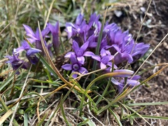 Gentianella