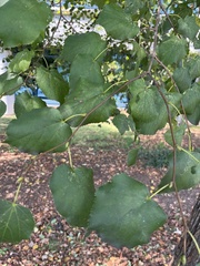 Tilia americana