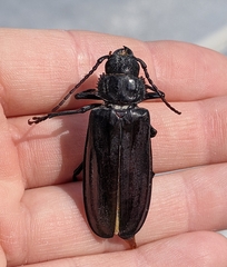 Mallodon dasystomus