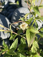 Epilobium luteum