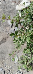 Crataegus songarica