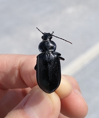 Calosoma macrum