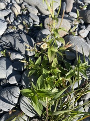Epilobium luteum