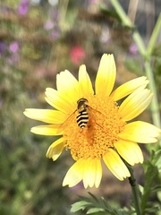 Eupeodes corollae