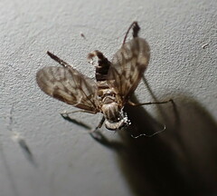 Rhagio