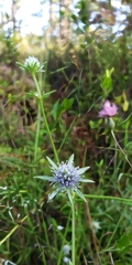 Eryngium integrifolium