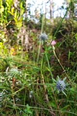 Eryngium integrifolium