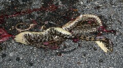 Thamnophis marcianus