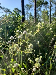 Eryngium integrifolium