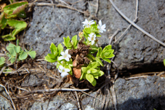 Lysimachia mauritiana