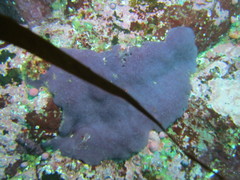 Polyclinidae