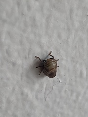 Clastoptera obtusa