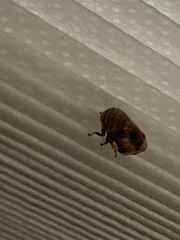 Clastoptera obtusa