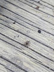 Salticus scenicus
