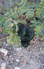 Cysteodemus wislizeni