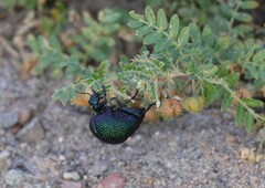 Cysteodemus wislizeni