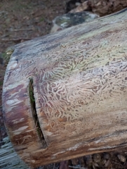 Scolytus