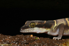 Cyrtodactylus deccanensis