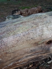 Scolytus