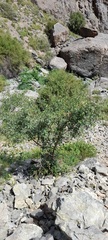 Crataegus songarica