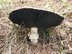 Agaricus