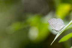 Spalgis epius dilama