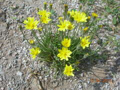 Scorzonera sublanata