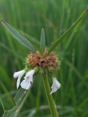 Leucas stricta