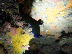 Tambja morosa