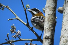 Spindalis zena benedicti