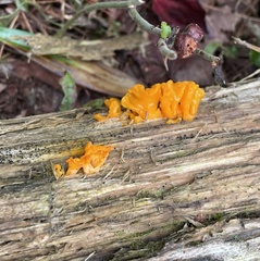 Dacrymyces chrysospermus