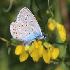 Polyommatus amandus