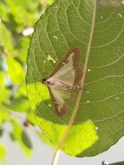 Cydalima perspectalis