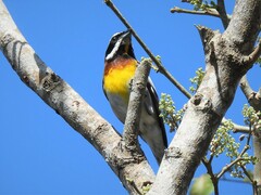 Spindalis zena benedicti