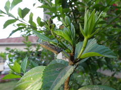 Anoplocnemis curvipes