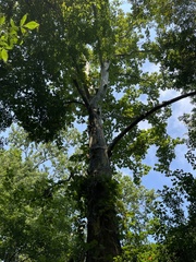 Platanus occidentalis