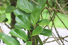 Parsonsia alboflavescens