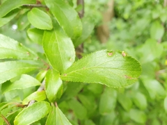 Eriophyes similis