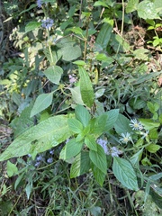 Mentha arvensis