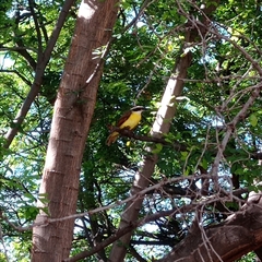 Pitangus sulphuratus