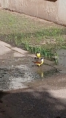 Pitangus sulphuratus