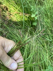 Carex tumulicola