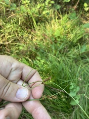 Carex tumulicola