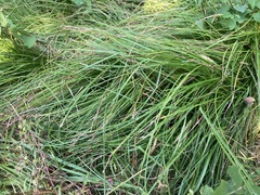 Carex tumulicola